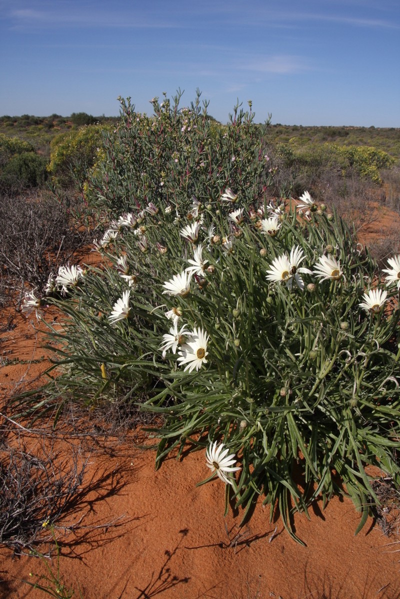 Arctotis canaliculata photo 6