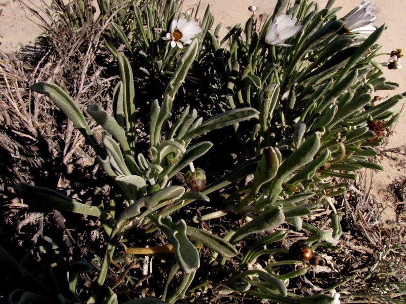 Arctotis canaliculata photo 7