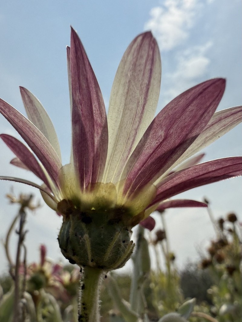 Arctotis canaliculata photo 8