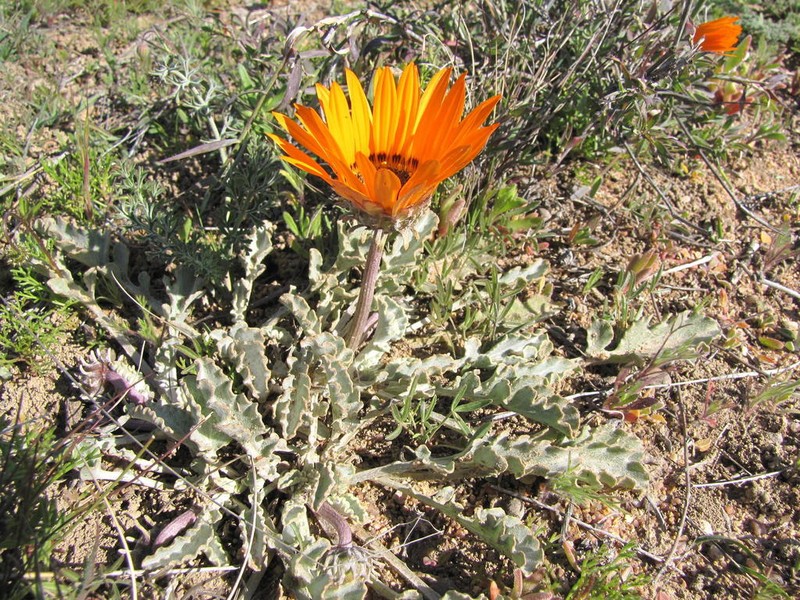 Arctotis canescens
