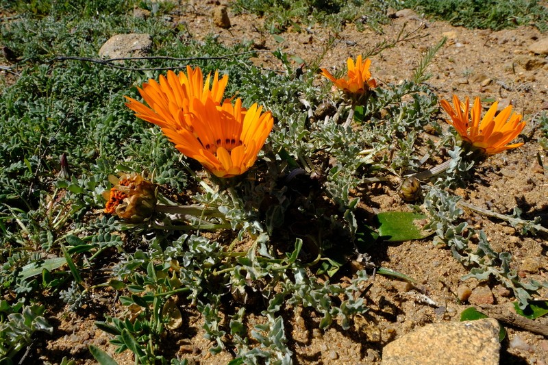 Arctotis canescens photo 3