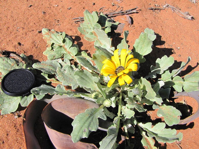Arctotis chrysantha photo 2