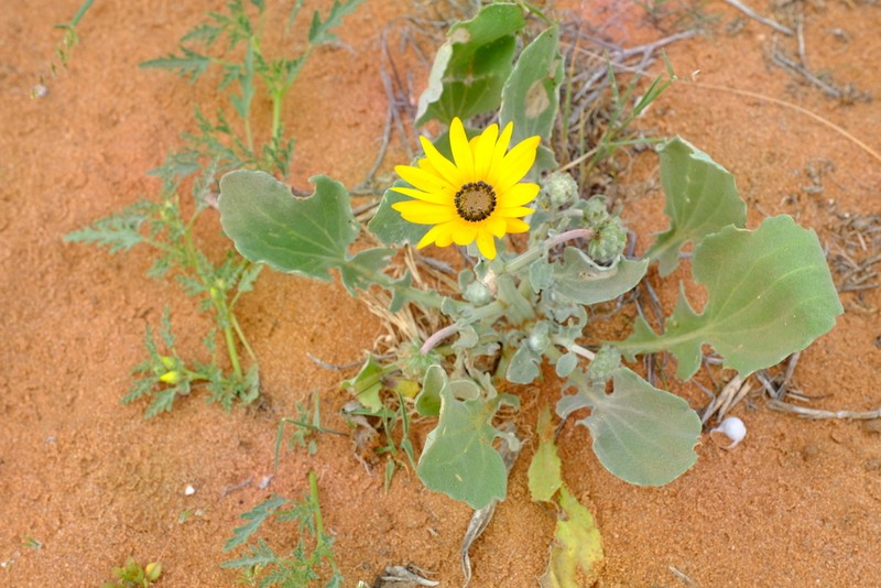 Arctotis chrysantha photo 3
