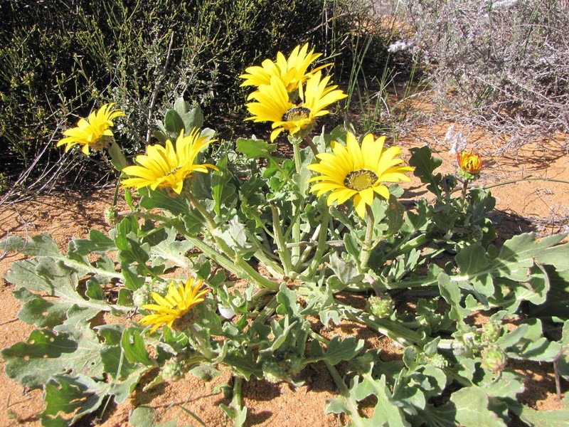 Arctotis chrysantha photo 4