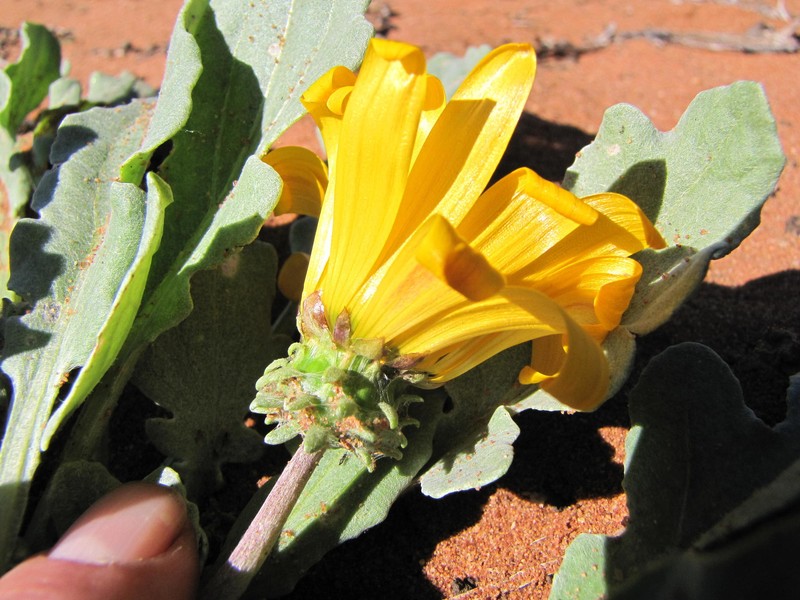 Arctotis chrysantha photo 7
