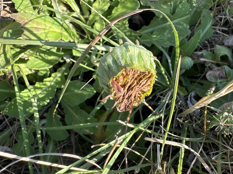 Arctotis debensis photo 4