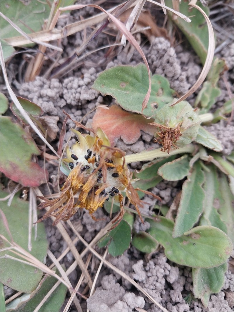 Arctotis debensis photo 5