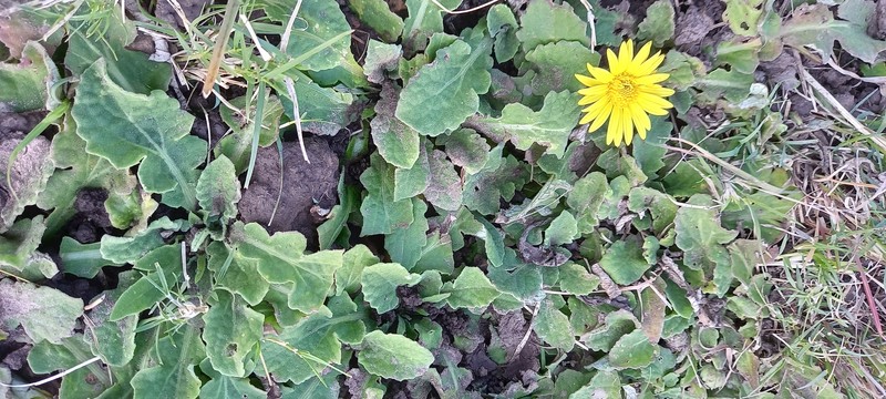 Arctotis debensis photo 6