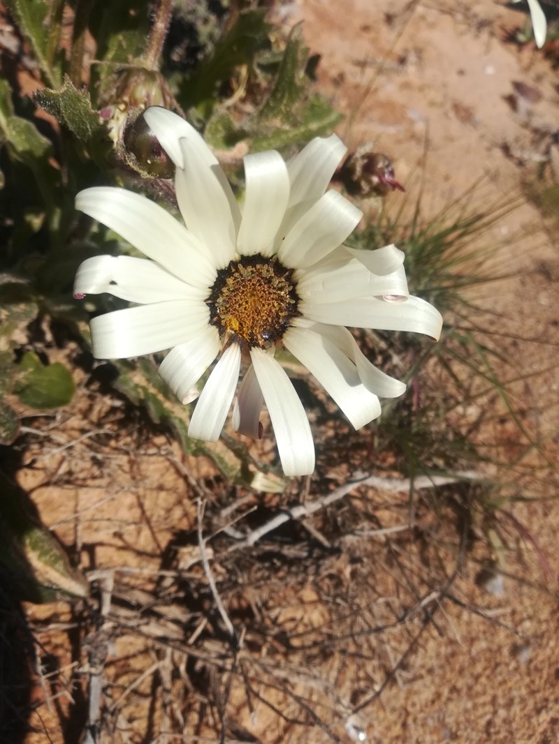 Arctotis decurrens photo 2