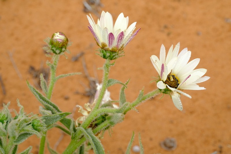 Arctotis decurrens photo 5