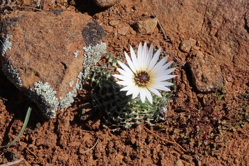 Arctotis diffusa
