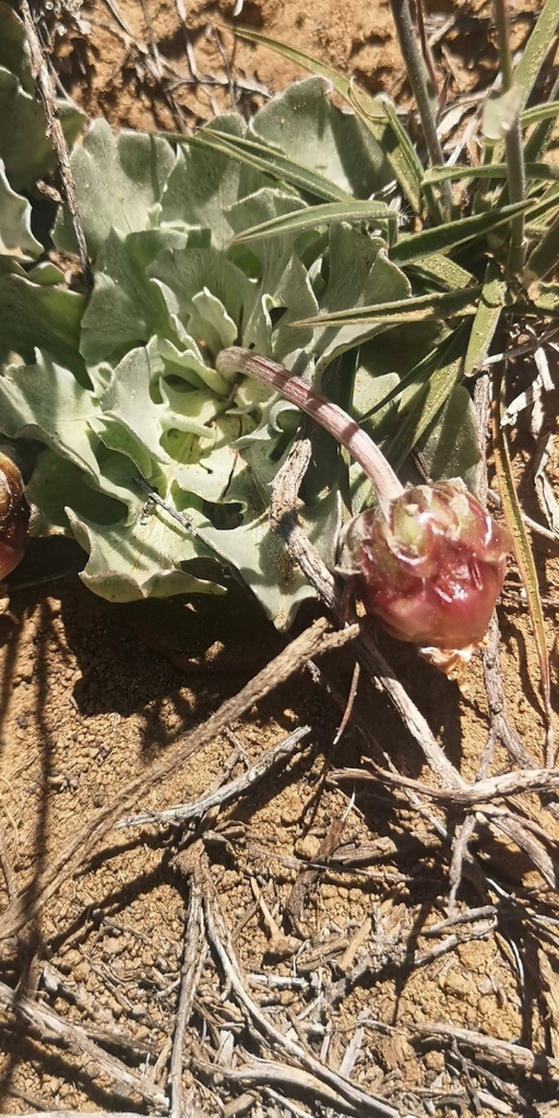 Arctotis diffusa photo 2
