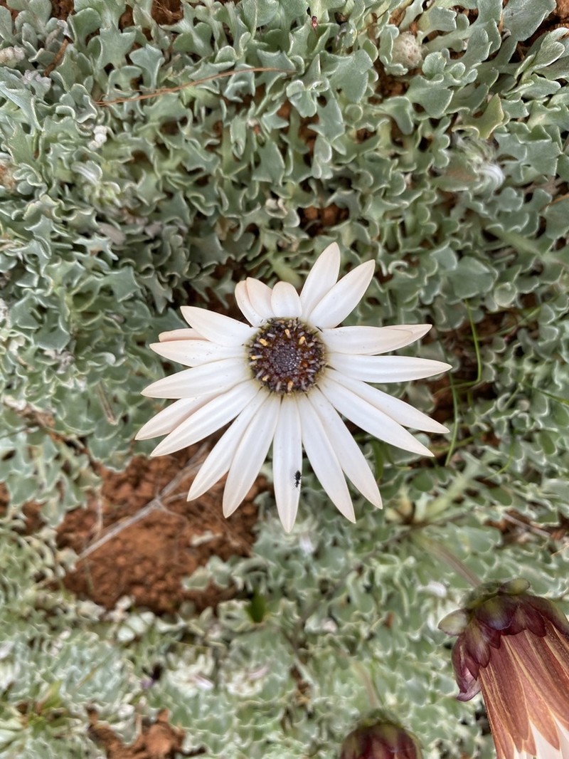 Arctotis diffusa photo 3
