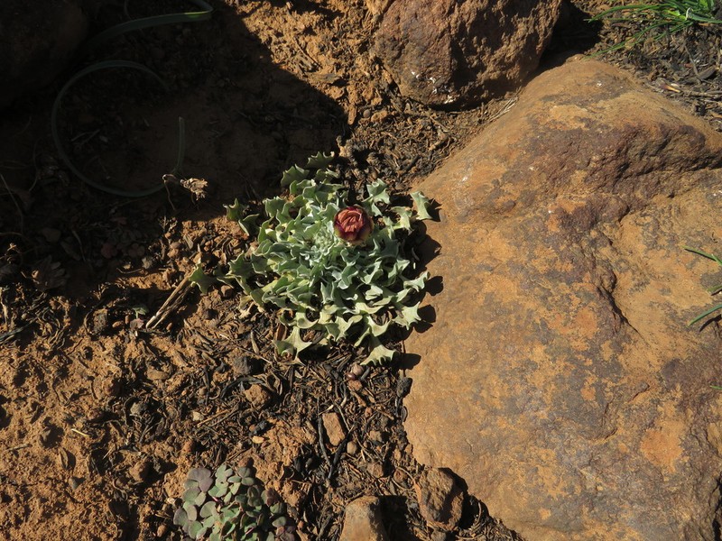 Arctotis diffusa photo 5