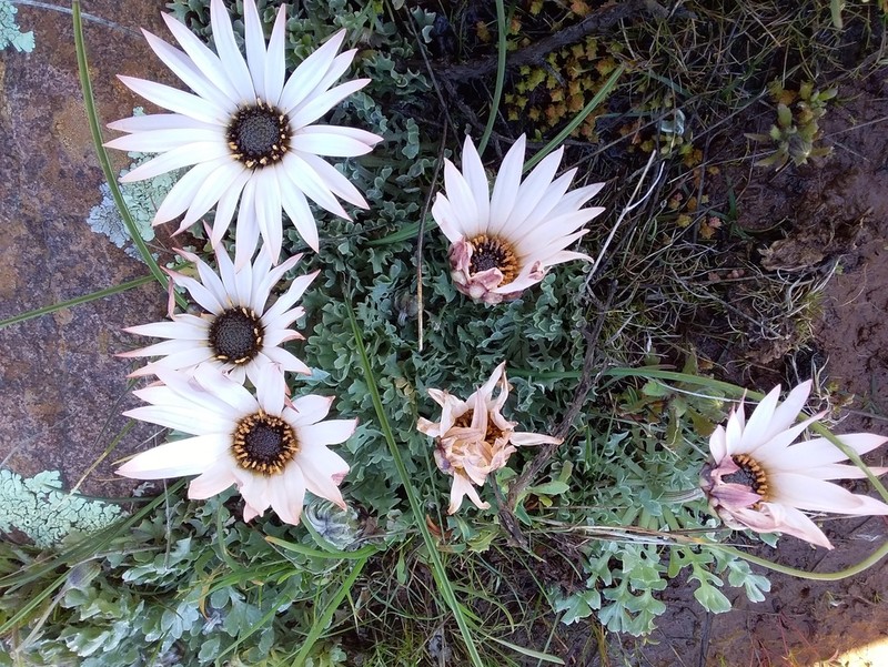 Arctotis diffusa photo 6