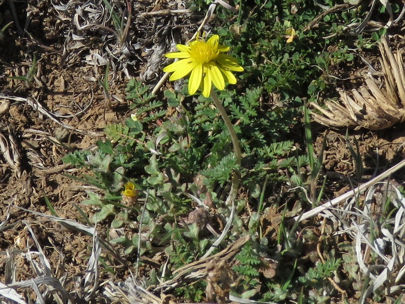 Arctotis dregei photo 2