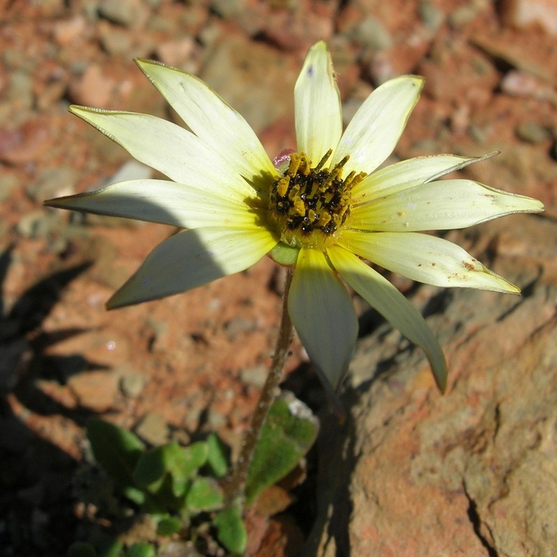 Arctotis dregei photo 7