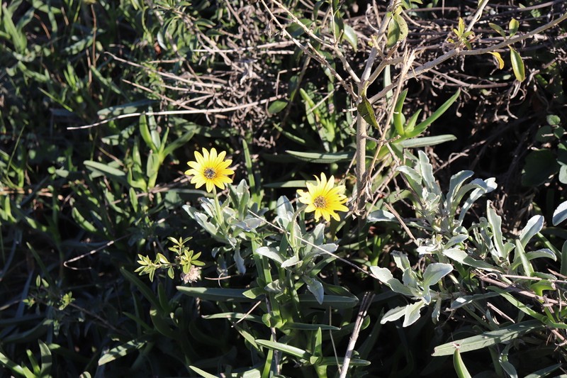 Arctotis elongata photo 2