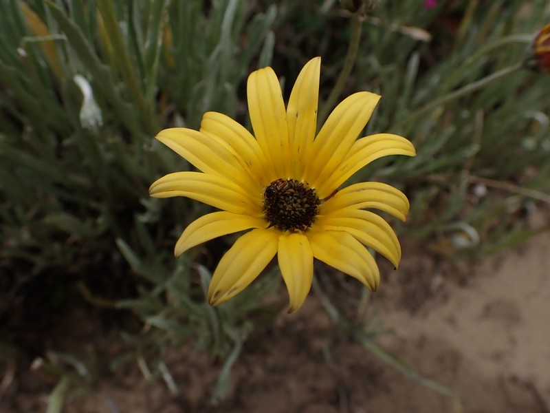 Arctotis elongata photo 3
