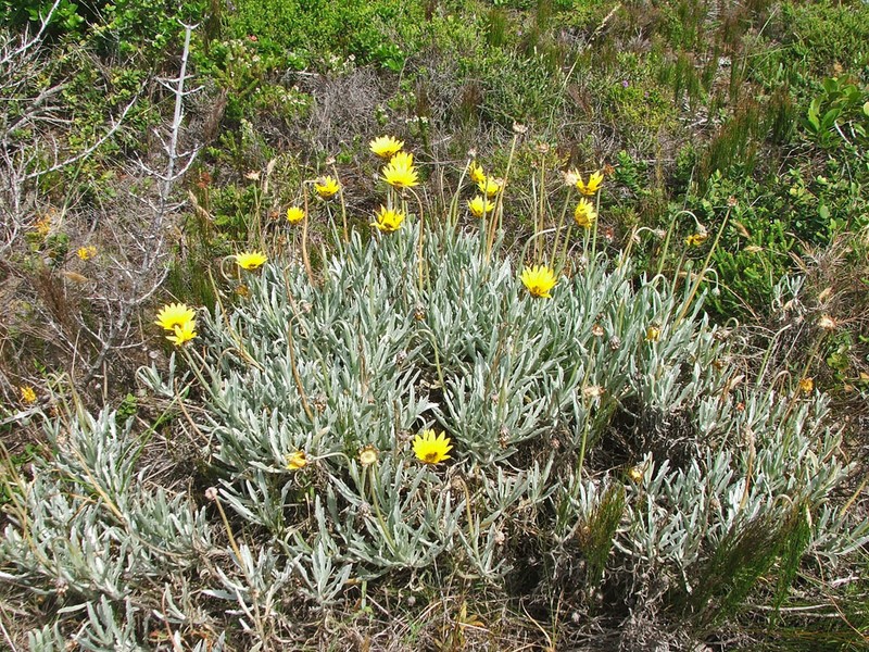 Arctotis elongata photo 4