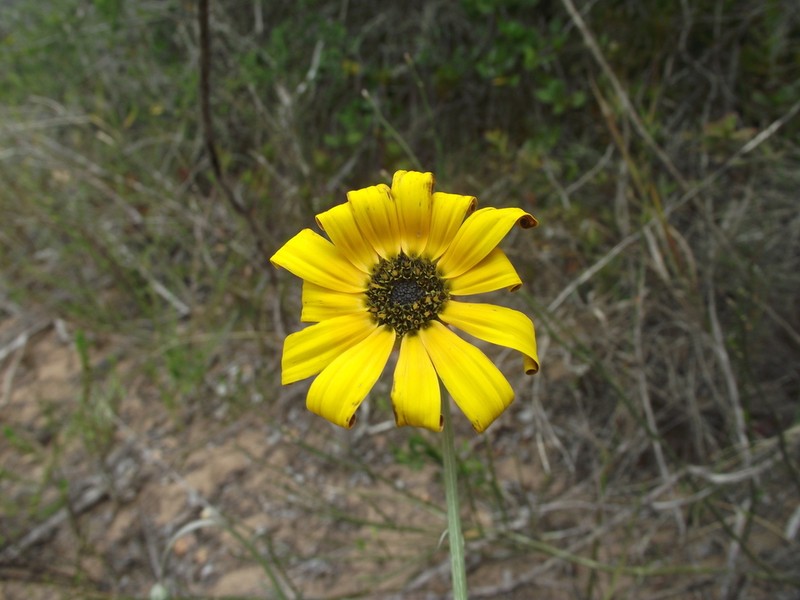 Arctotis elongata photo 5