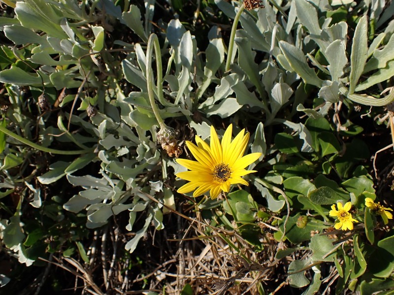 Arctotis elongata photo 6