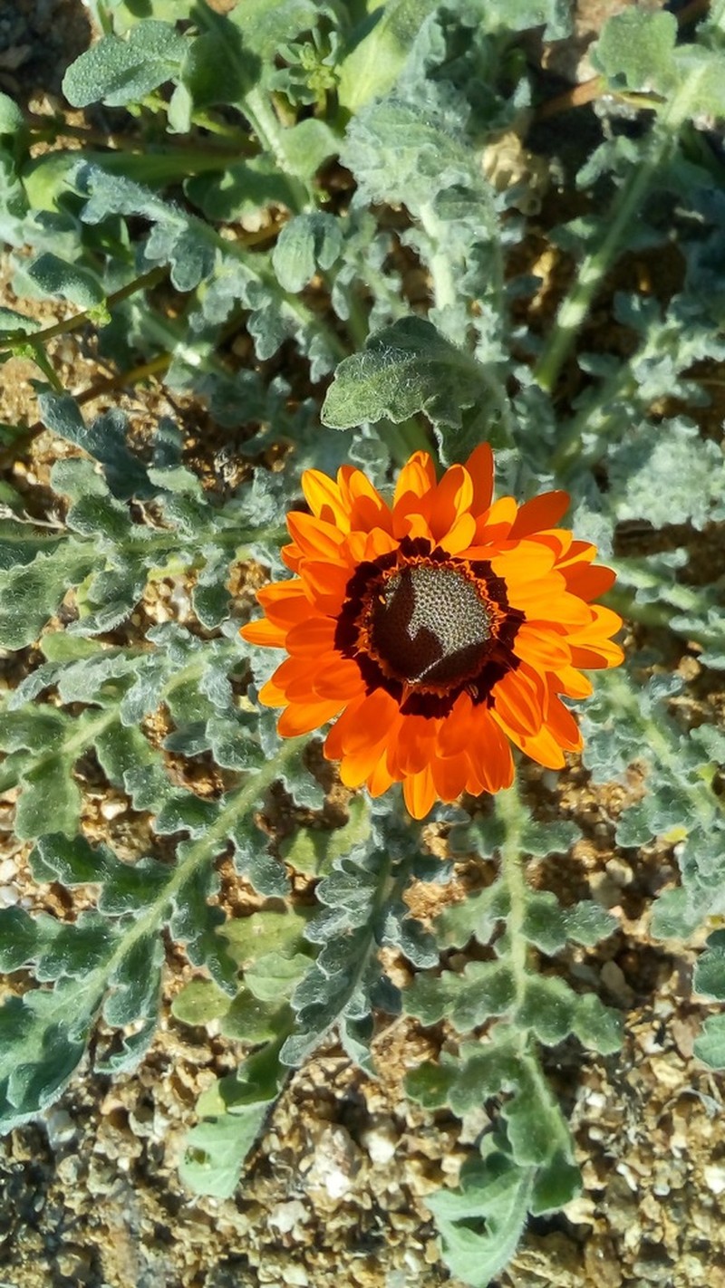 Monarch Of The Veld photo 2