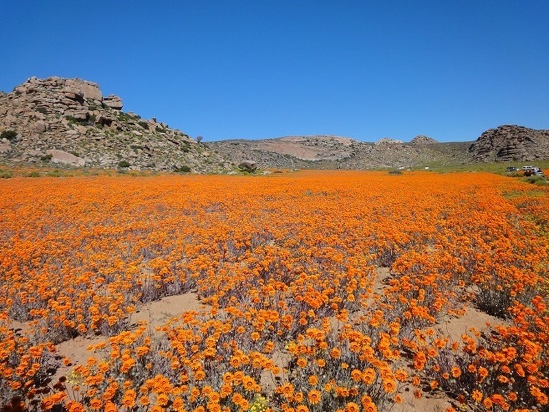 Monarch Of The Veld photo 3