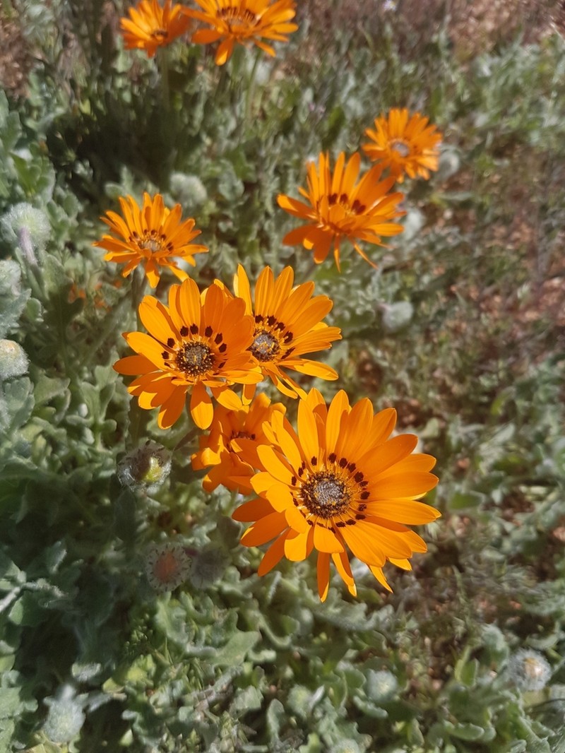 Monarch Of The Veld photo 6