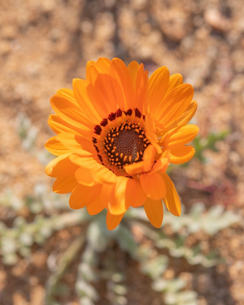 Monarch Of The Veld photo 7