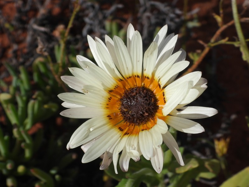 Arctotis flaccida