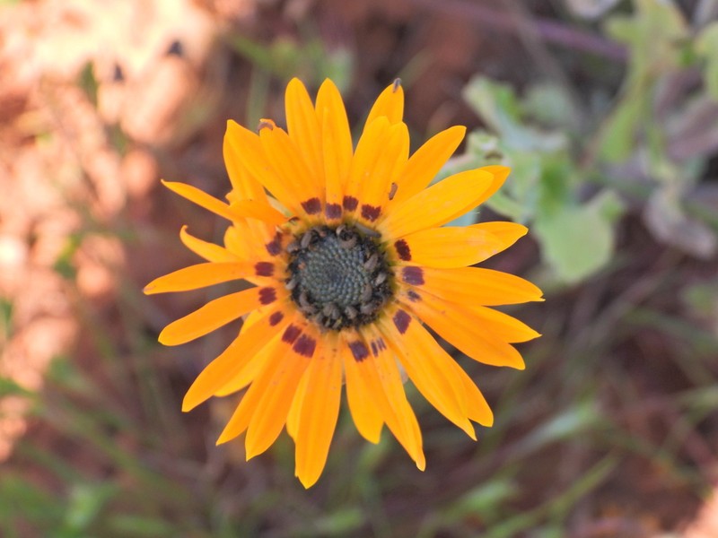 Arctotis flaccida photo 2