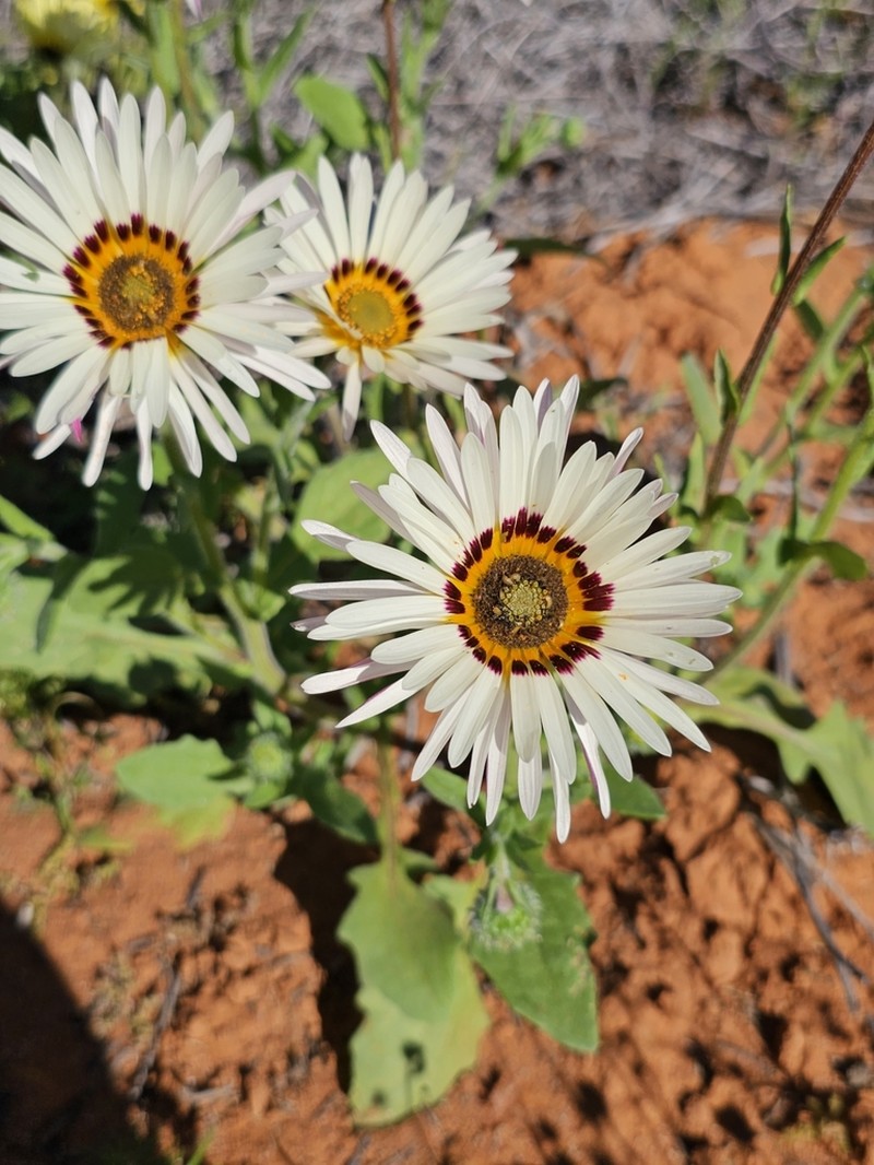 Arctotis flaccida photo 5