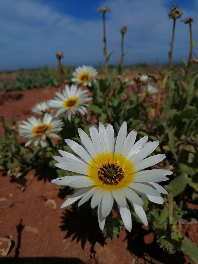 Arctotis flaccida photo 6