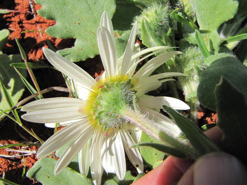 Arctotis flaccida photo 7