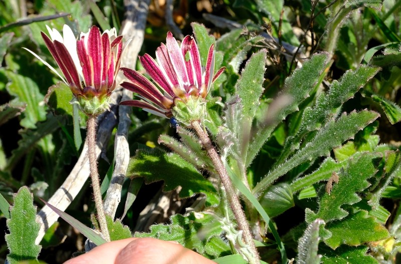 Arctotis formosa