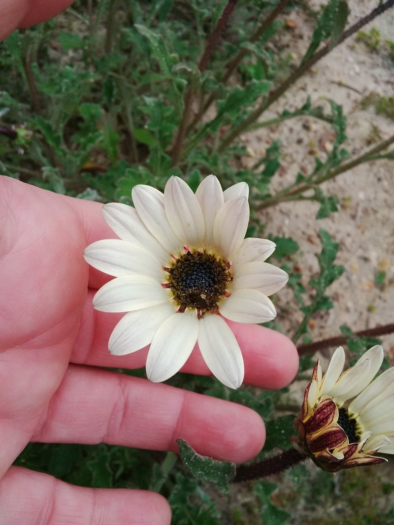 Arctotis formosa photo 2