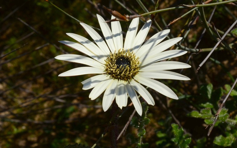 Arctotis formosa photo 8