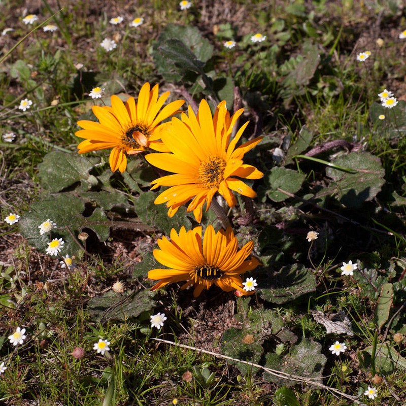 Arctotis fosteri