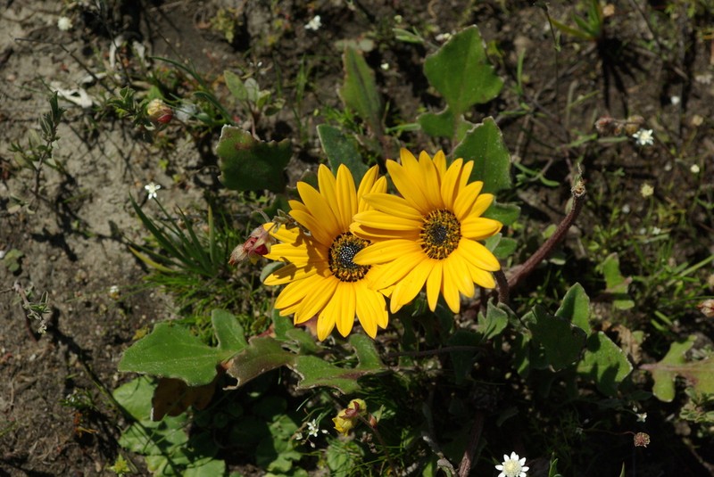 Arctotis fosteri photo 2