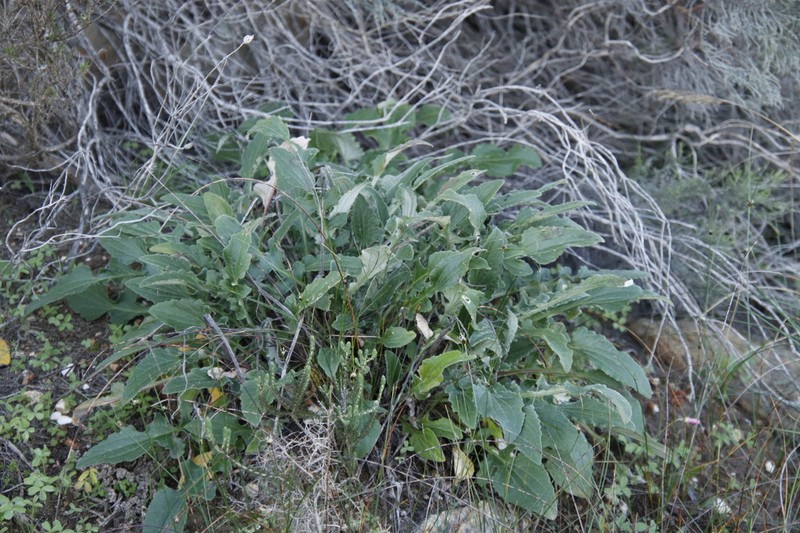 Arctotis fosteri photo 4