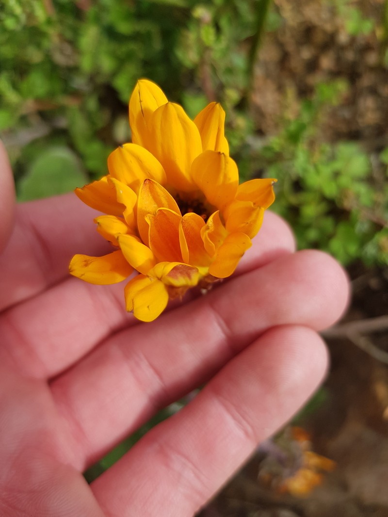 Arctotis fosteri photo 5