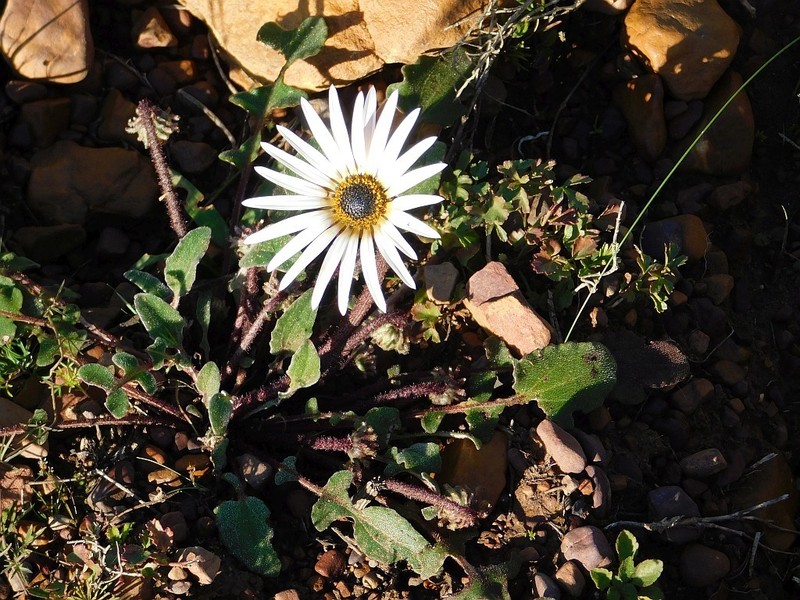 Arctotis fosteri photo 6