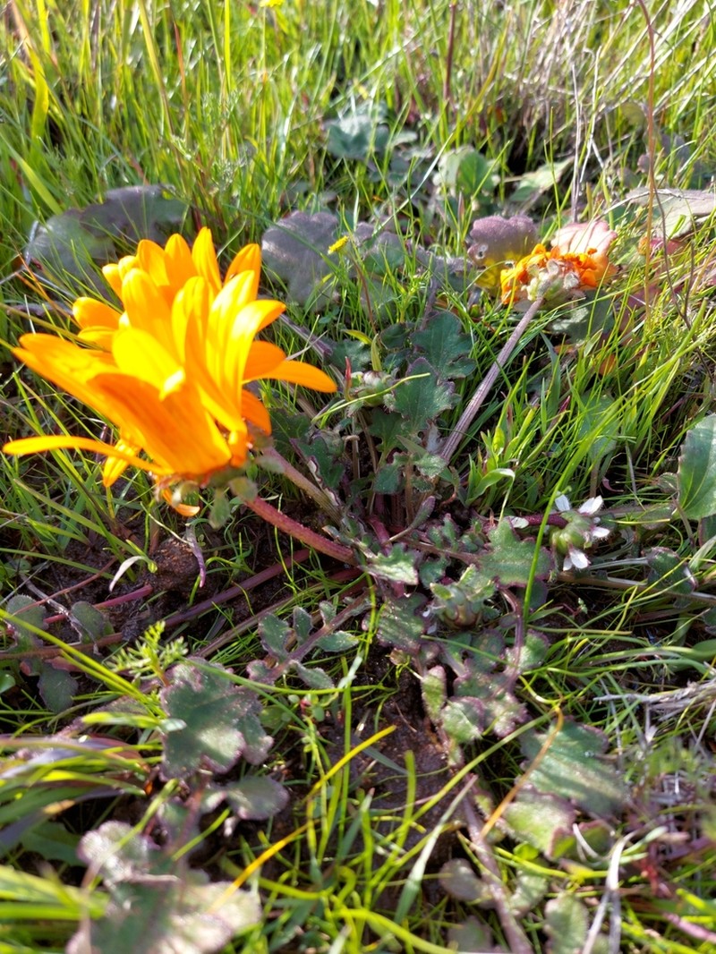 Arctotis fosteri photo 7