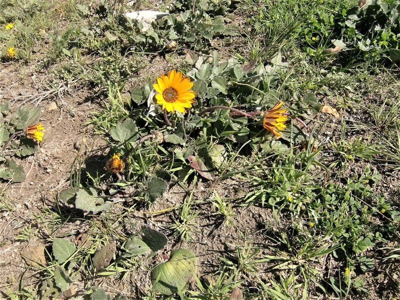 Arctotis fosteri photo 8