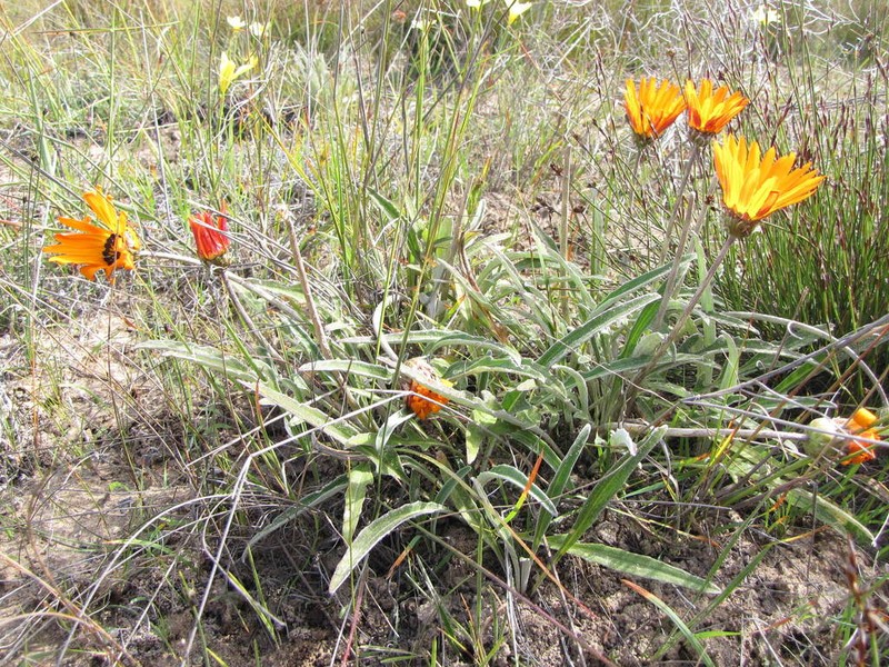 Arctotis gazanioides