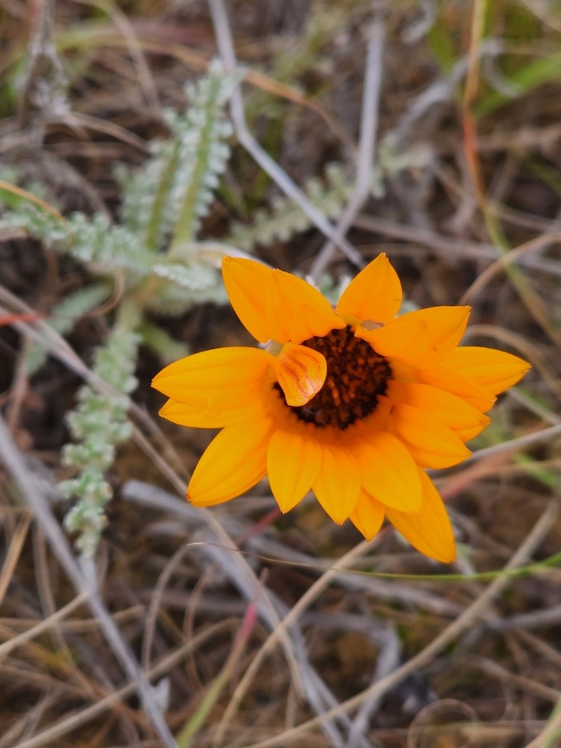 Arctotis glabrata