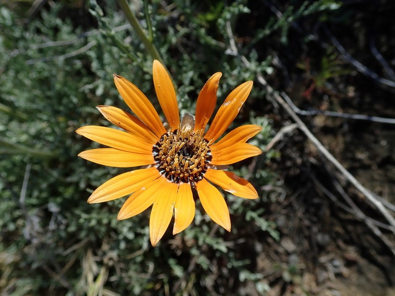 Arctotis glabrata photo 2