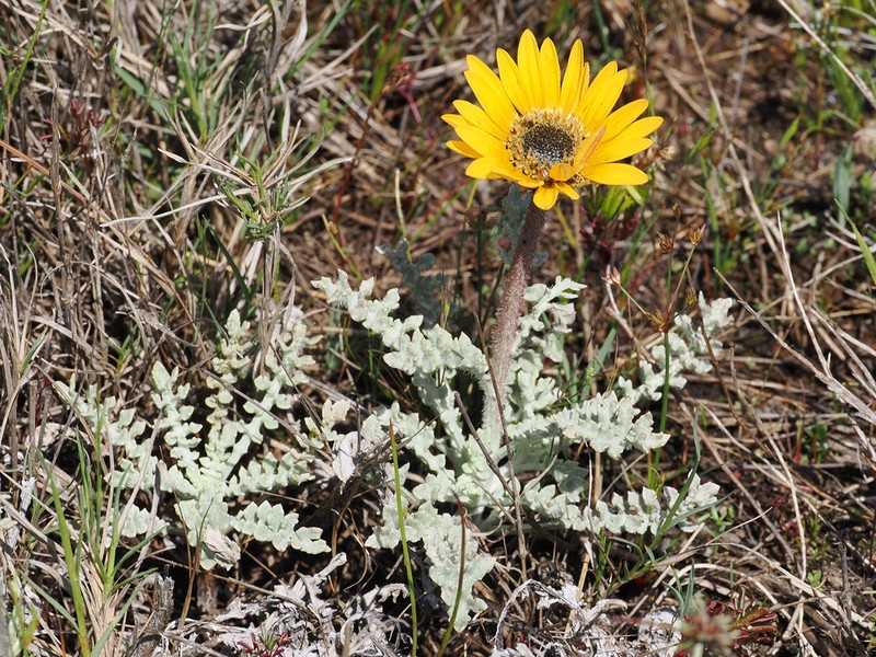 Arctotis glabrata photo 3