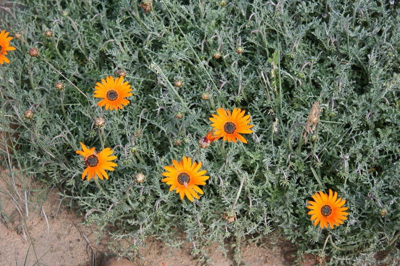 Arctotis glabrata photo 5
